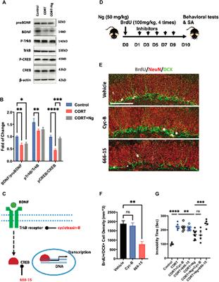 Naringin Mediates Adult Hippocampal Neurogenesis for Antidepression via Activating CREB Signaling